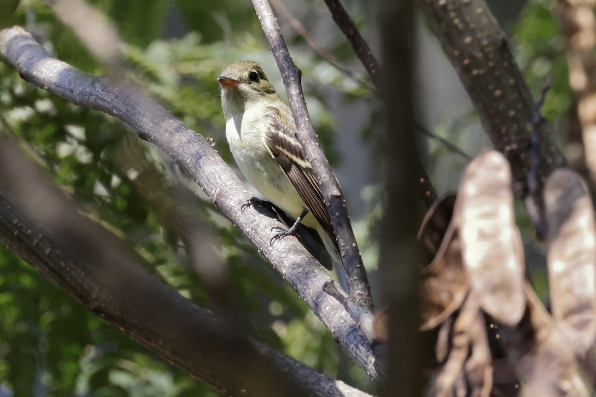 Acadian Flycatcher - ML642075514