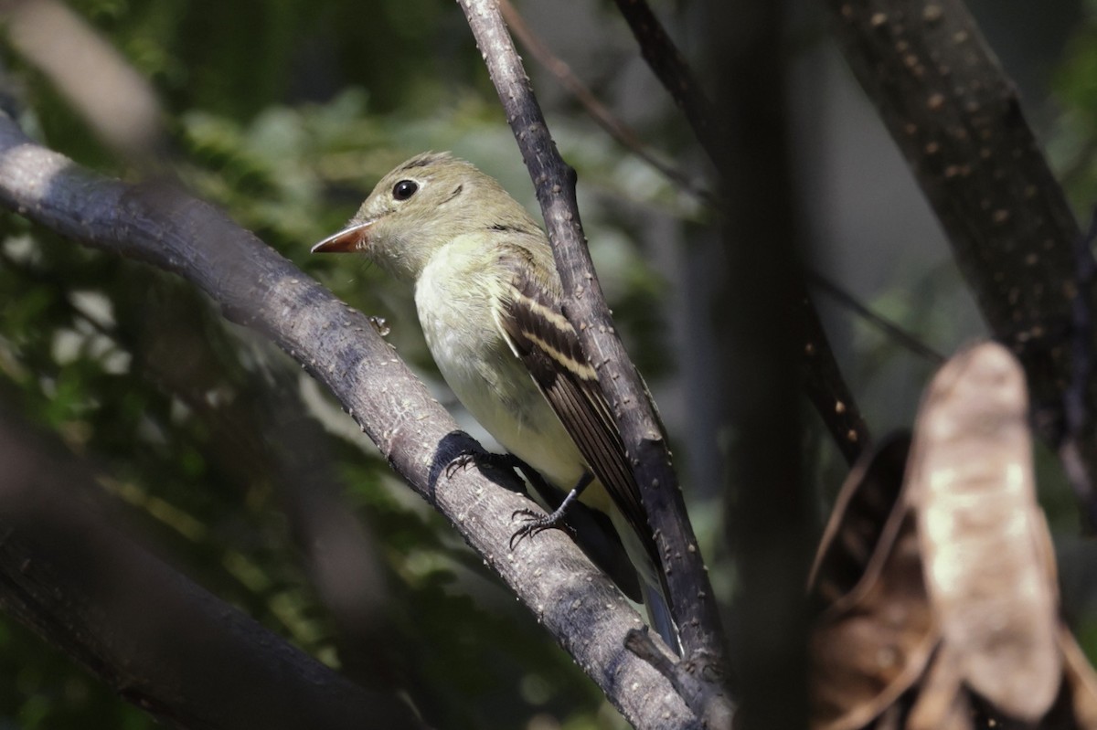 Acadian Flycatcher - ML642075515