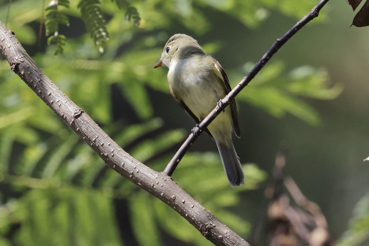 Acadian Flycatcher - ML642075516