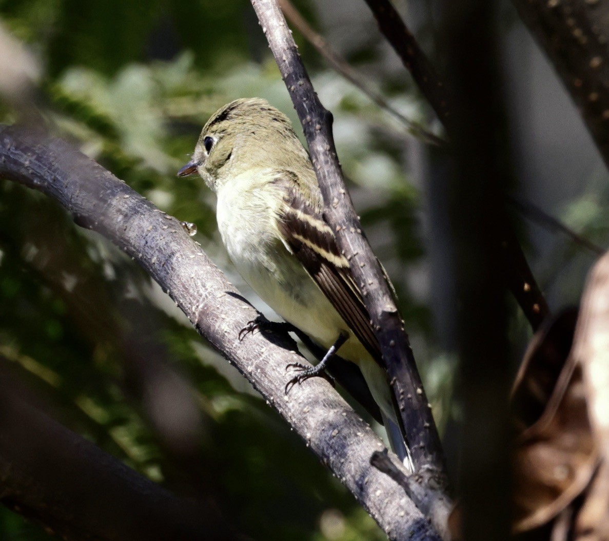 Acadian Flycatcher - ML642075518