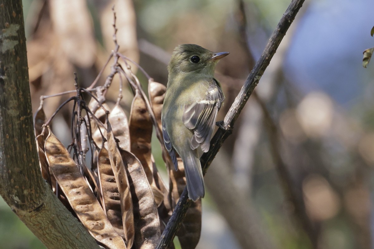 Acadian Flycatcher - ML642075519