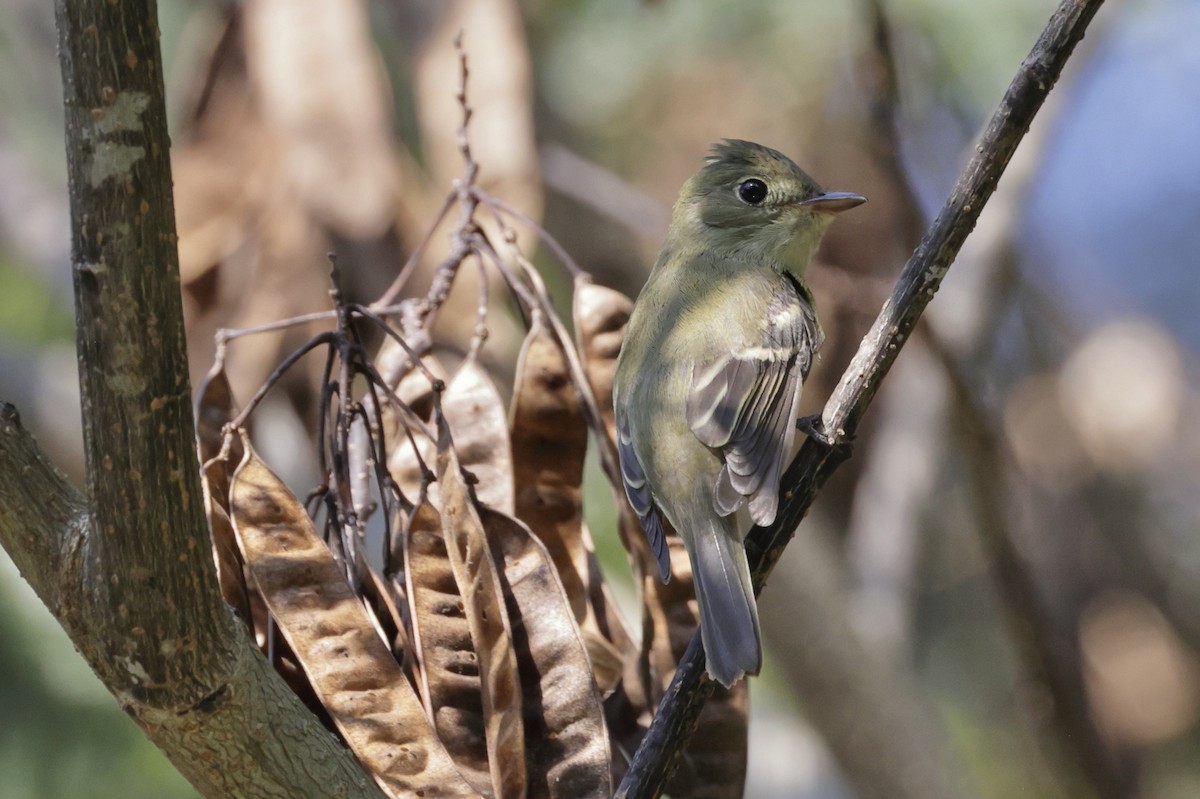 Acadian Flycatcher - ML642075520