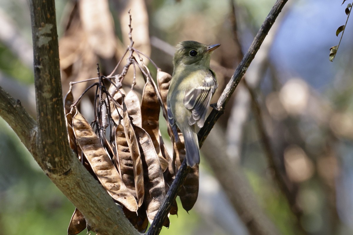 Acadian Flycatcher - ML642075521