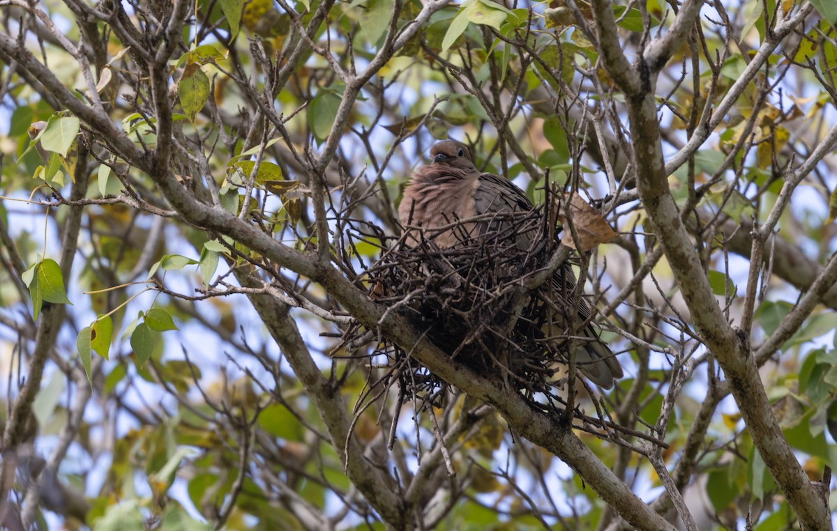 Eared Dove - ML642075522