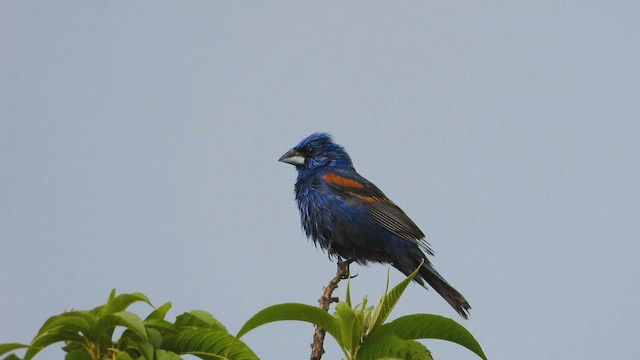 Blue Grosbeak - ML642075536
