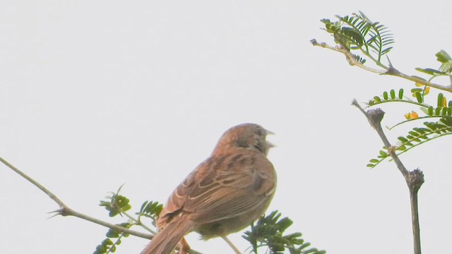 Botteri's Sparrow (Botteri's) - ML642075555