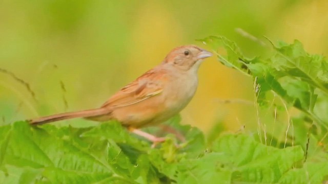 Botteri's Sparrow (Botteri's) - ML642075556