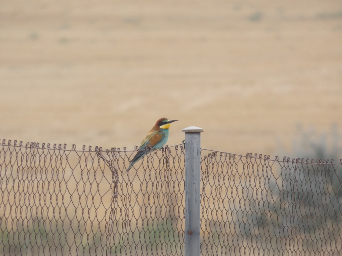 European Bee-eater - ML642075572