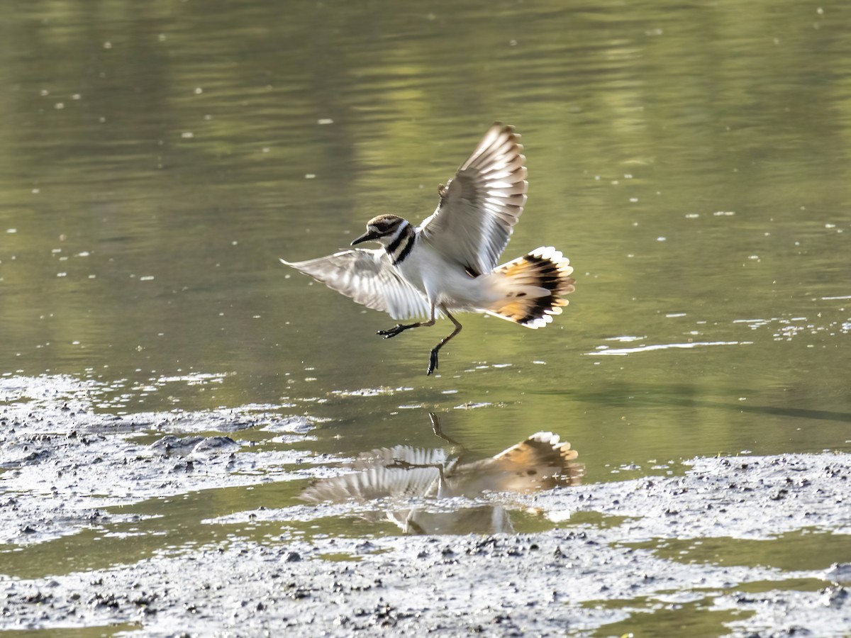 Killdeer - ML642075574