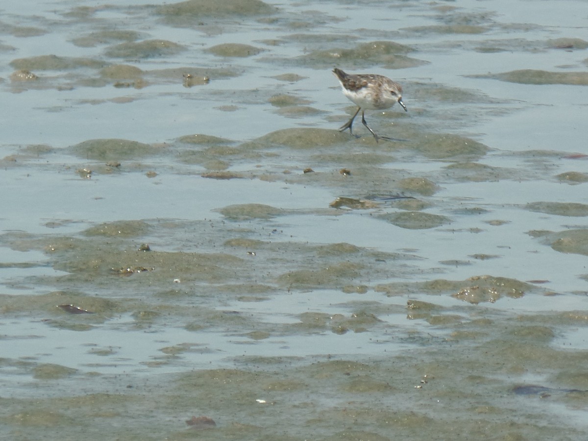 Semipalmated Sandpiper - ML642075578
