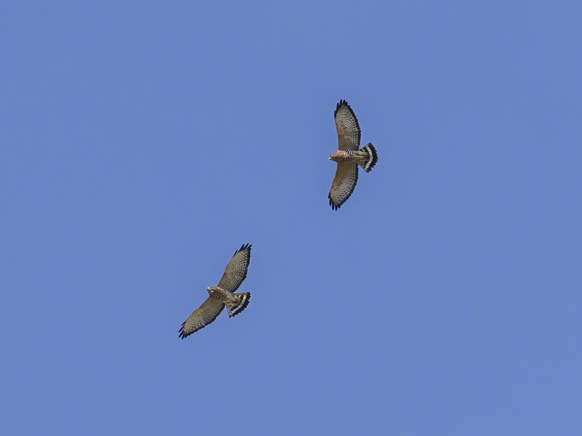 Broad-winged Hawk - ML642075581