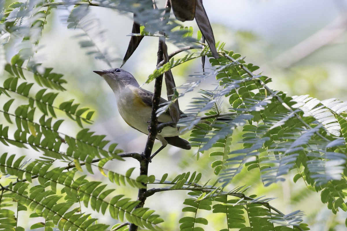 American Redstart - ML642075583