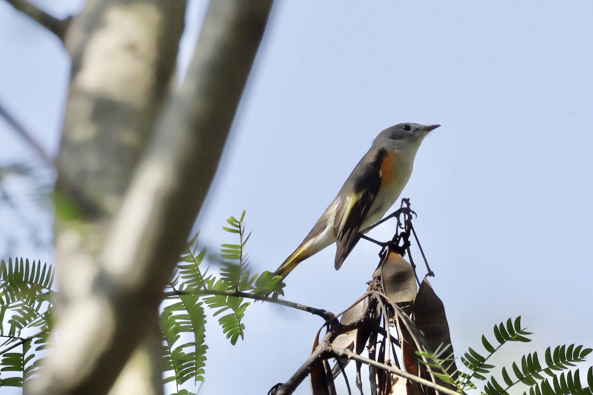 American Redstart - ML642075584