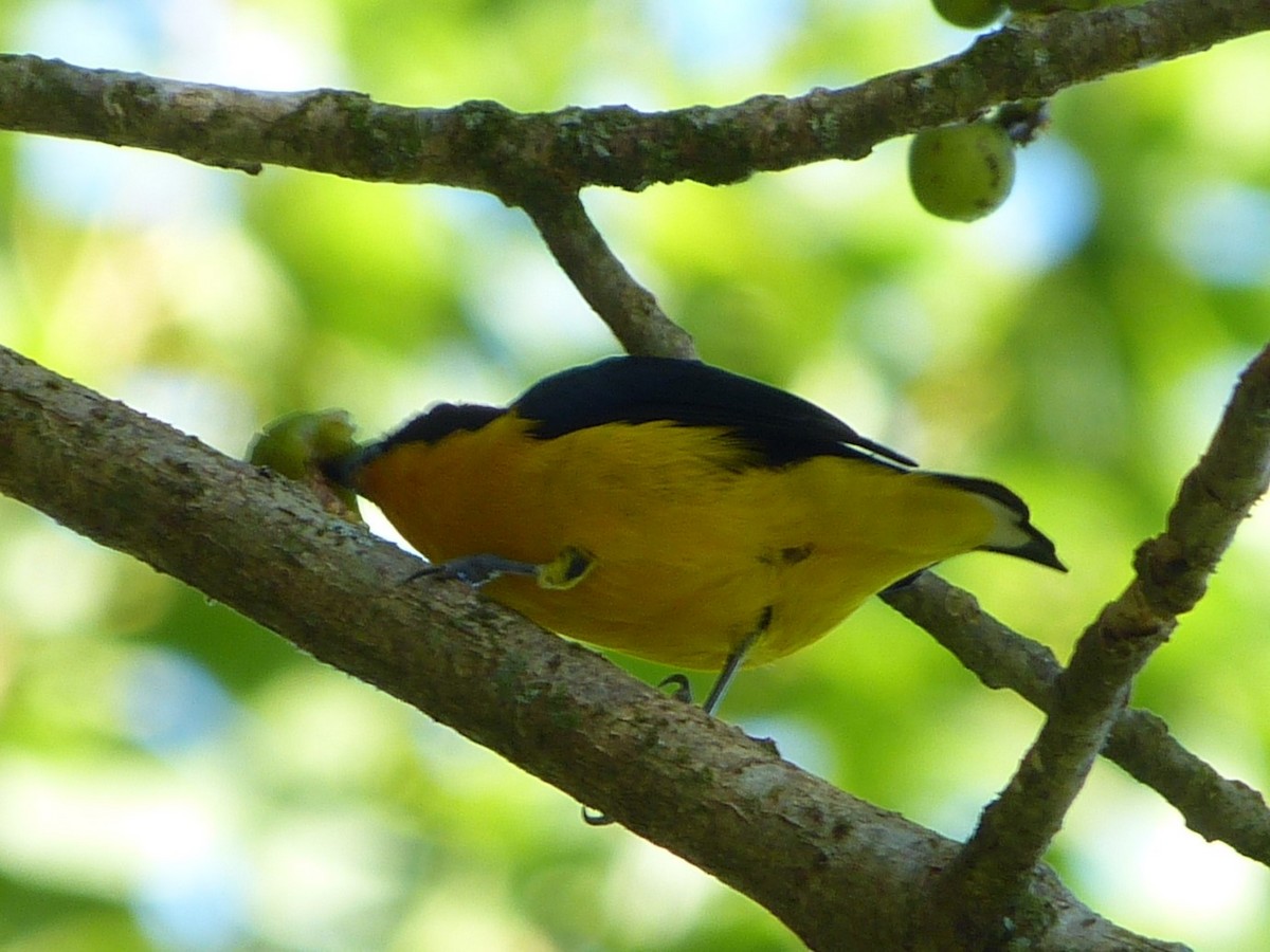Violaceous Euphonia - ML642075586