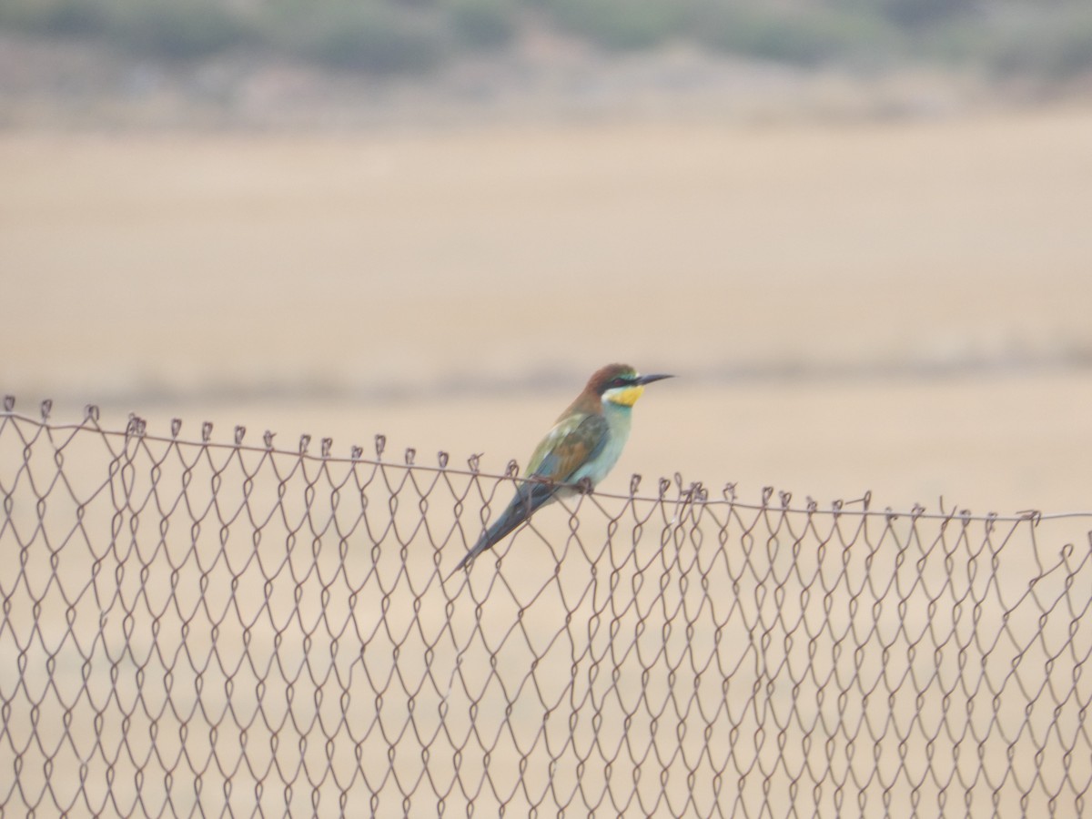 European Bee-eater - ML642075588