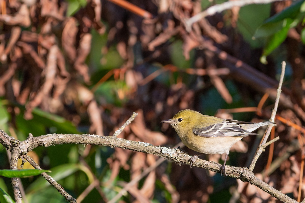 lesňáček kaštanový - ML642075591