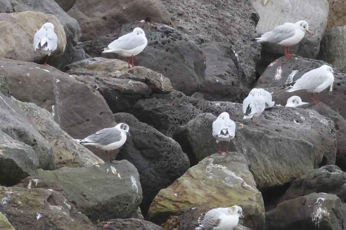 Franklin's Gull - ML642075592