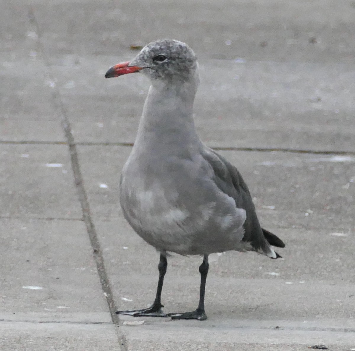Heermann's Gull - ML642075620