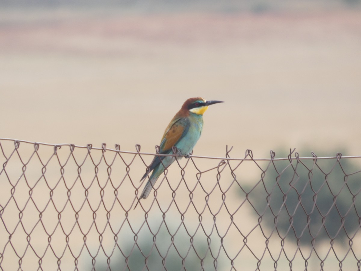 European Bee-eater - ML642075623
