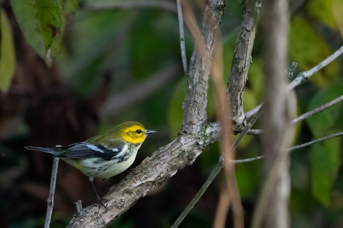 lesňáček proužkoboký - ML642075625