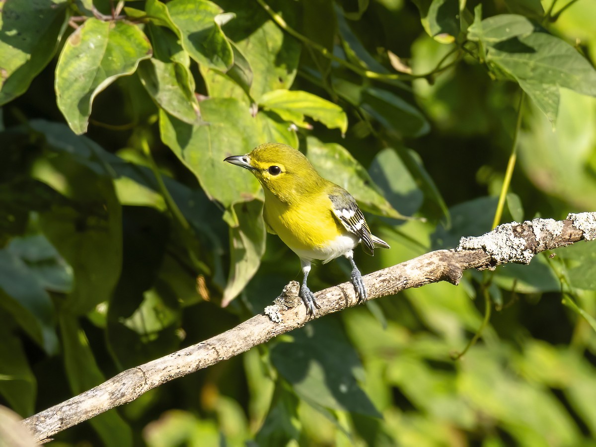 Sarı Gerdanlı Vireo - ML642075626