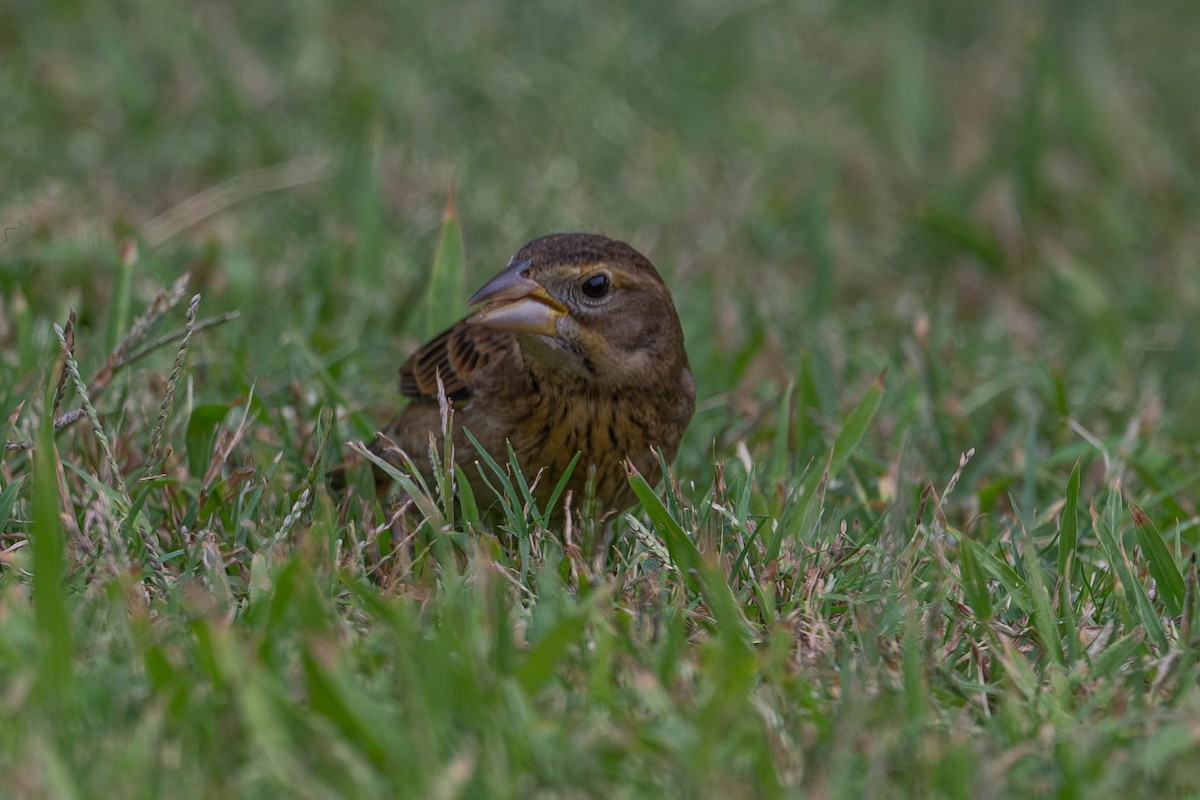 Dickcissel - ML642075630