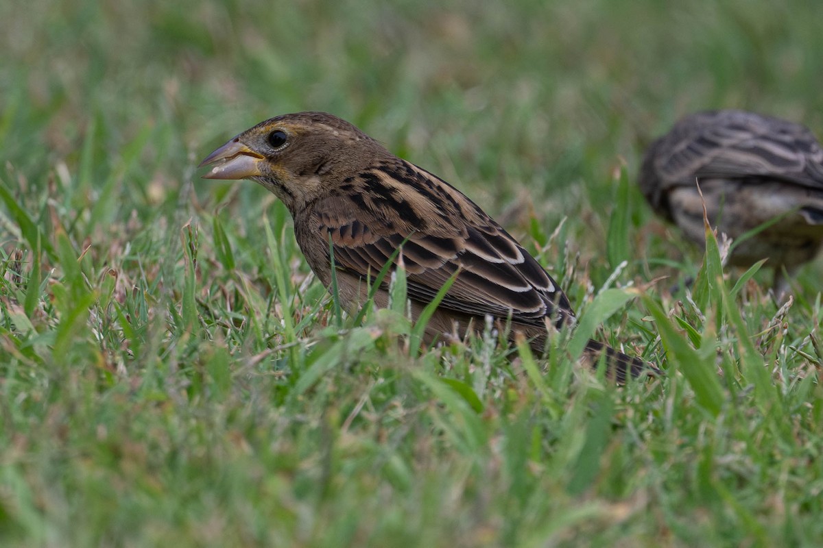 Dickcissel - ML642075631