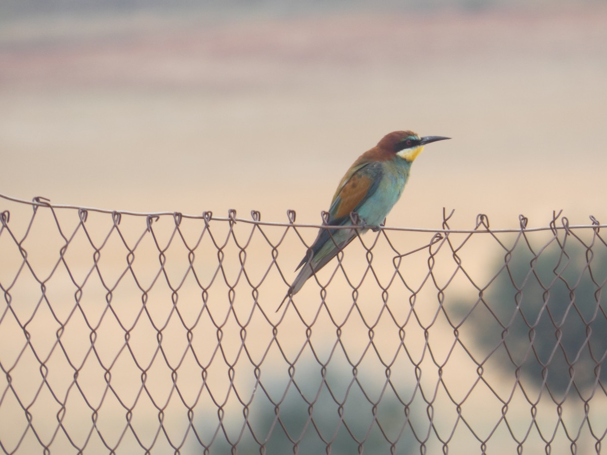 European Bee-eater - ML642075633