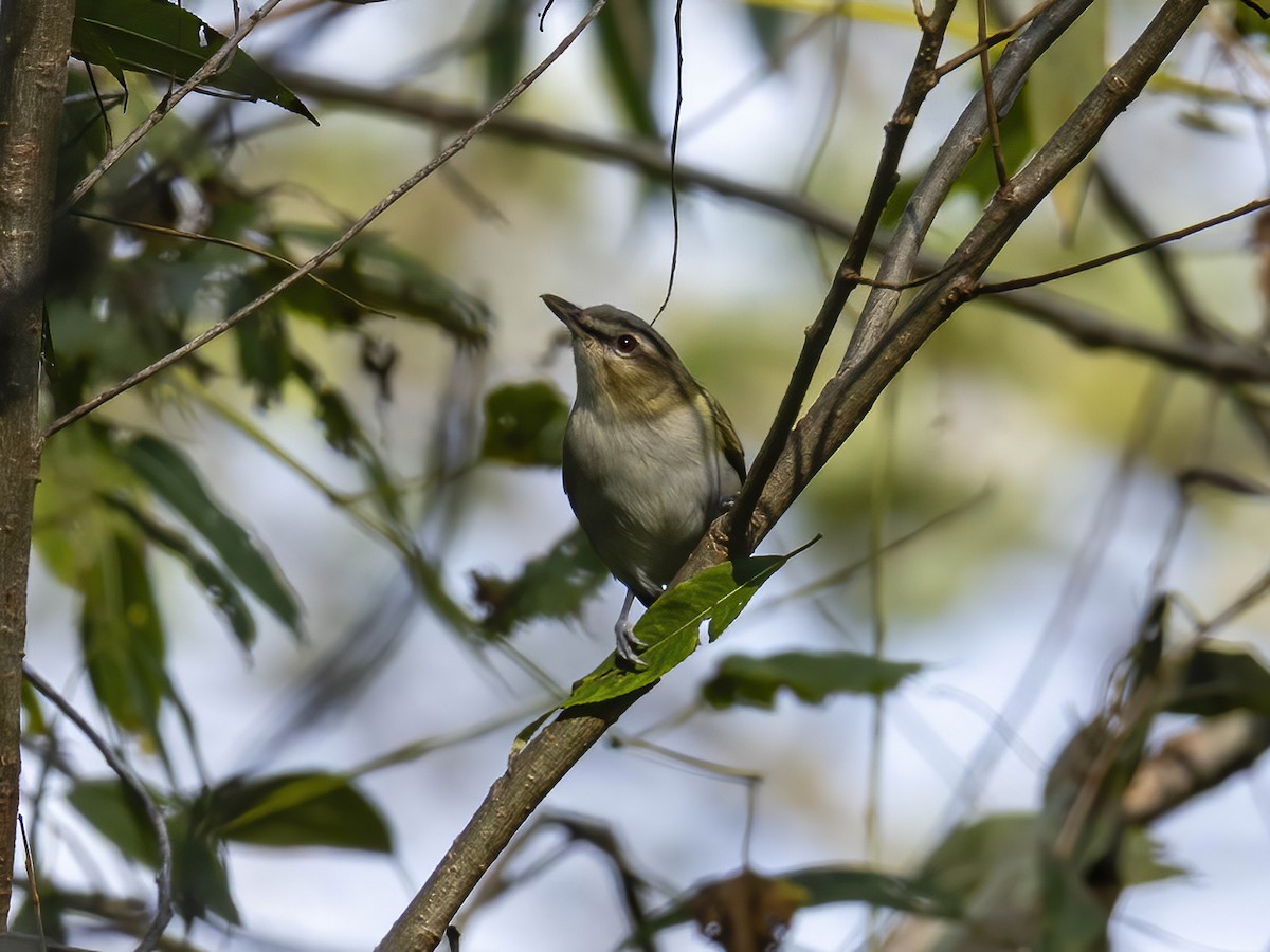 Red-eyed Vireo - ML642075634