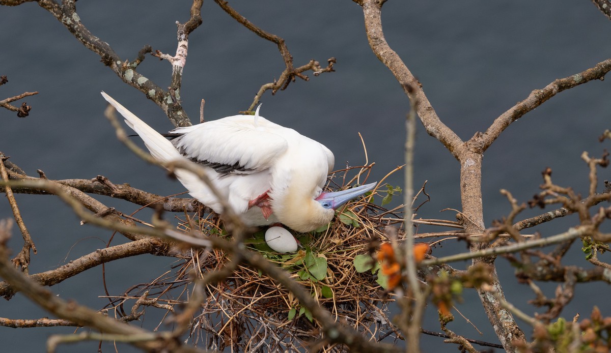 Red-footed Booby - ML642075637