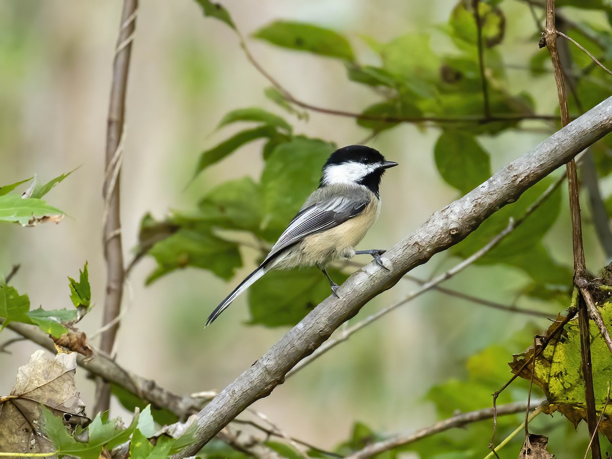 Black-capped Chickadee - ML642075642