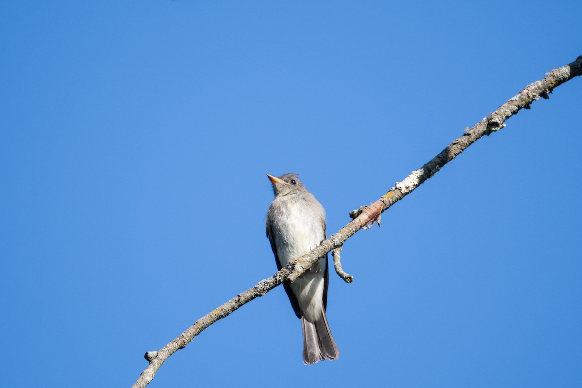 tyranovec východní - ML642075648