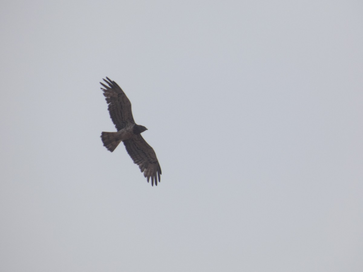 Short-toed Snake-Eagle - ML642075650