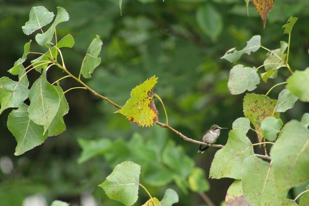 Ruby-throated Hummingbird - ML642075651