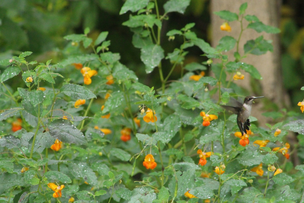 Ruby-throated Hummingbird - ML642075655