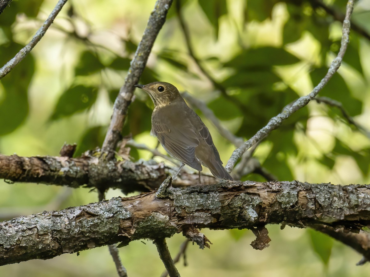 Swainson's Thrush - ML642075657