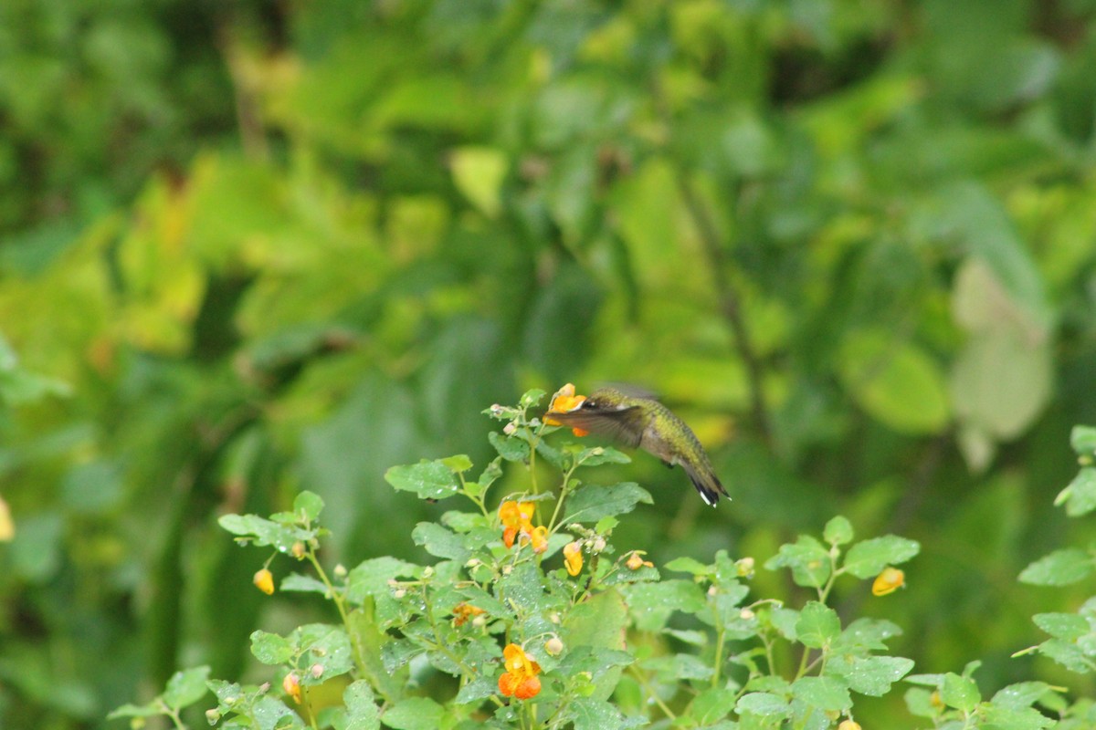 Ruby-throated Hummingbird - ML642075660