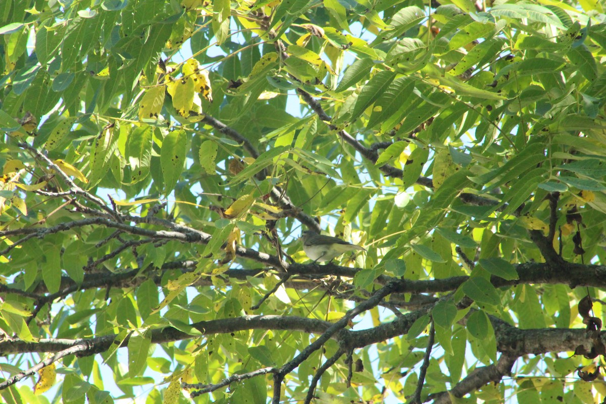 Ruby-throated Hummingbird - ML642075664