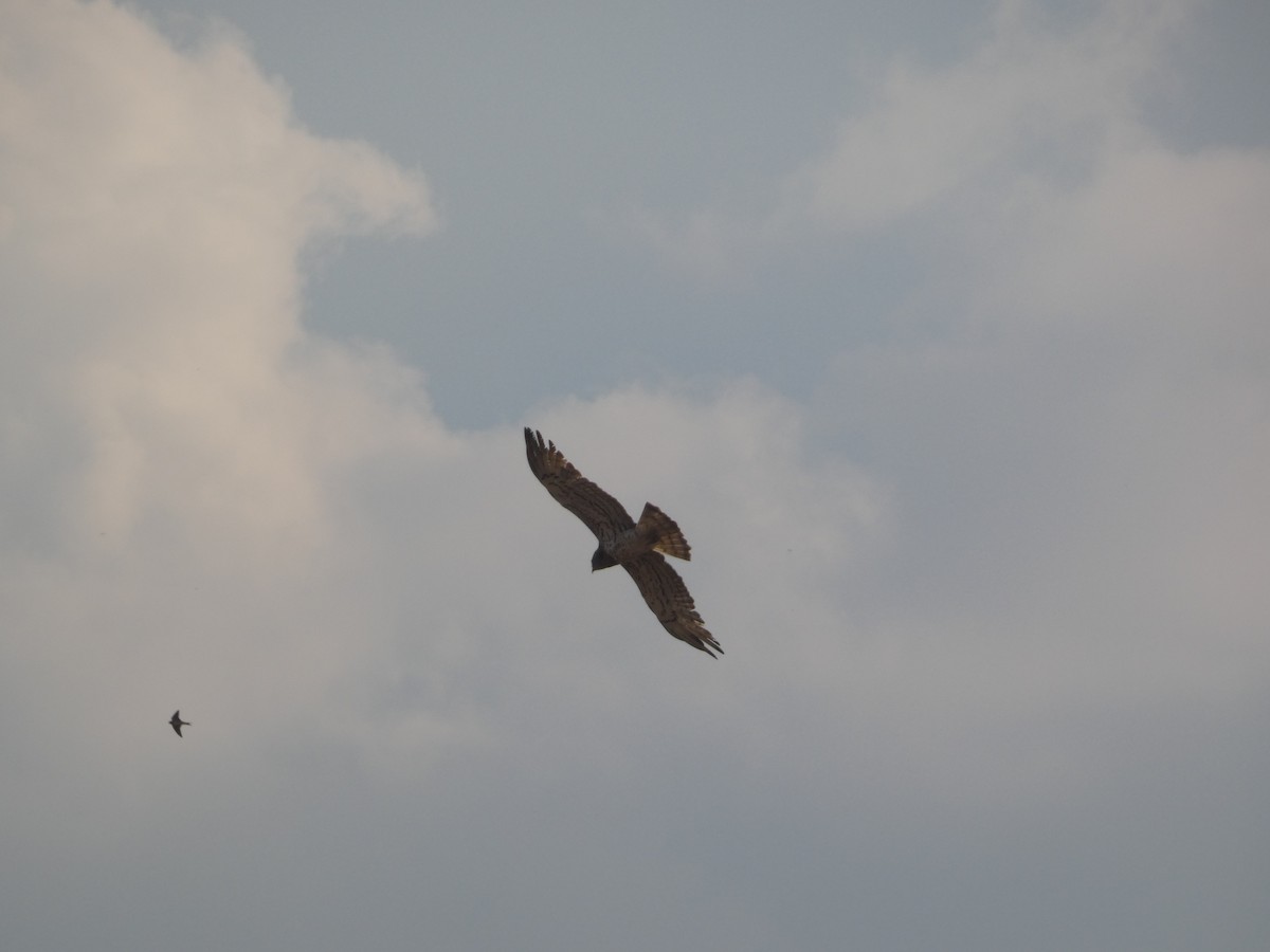 Short-toed Snake-Eagle - ML642075665