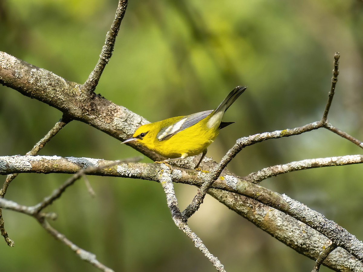 Blue-winged Warbler - ML642075675