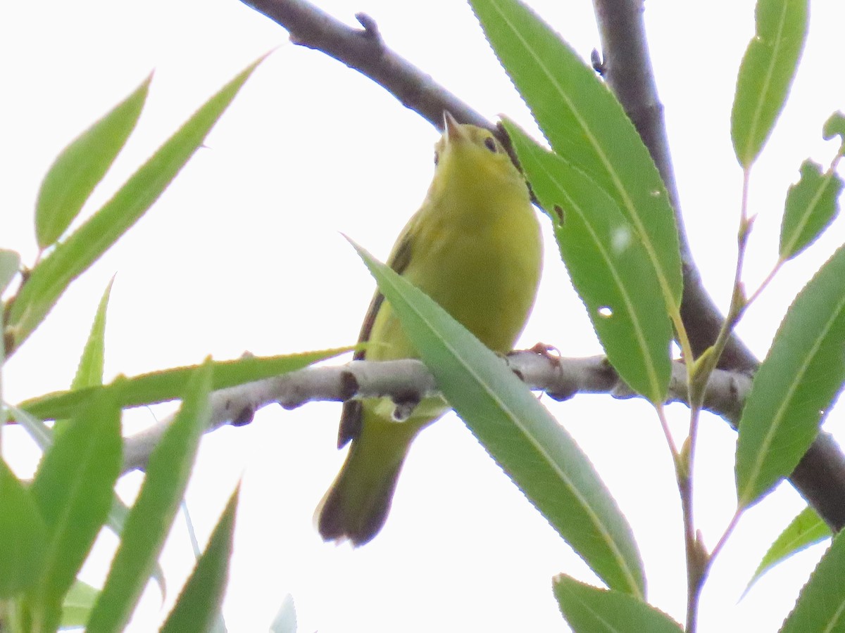 Yellow Warbler - ML642075677