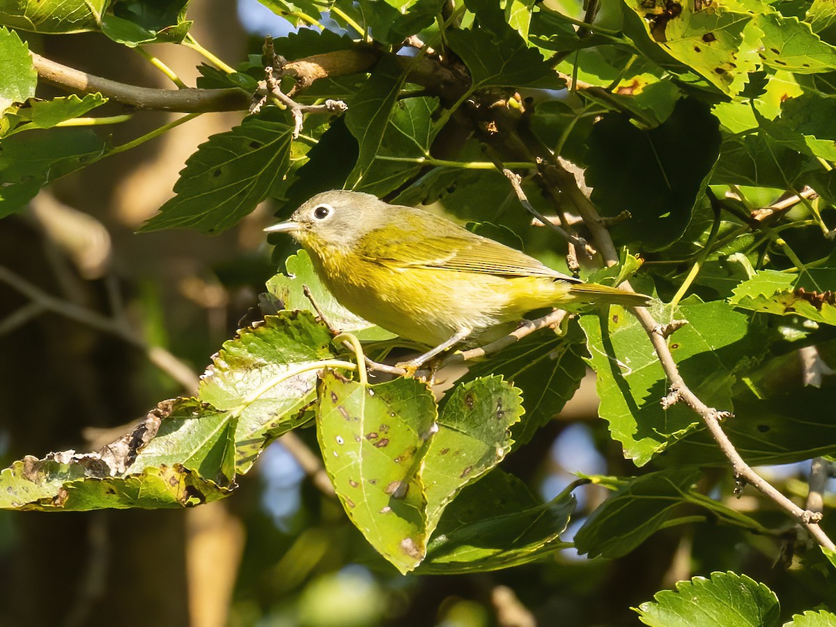 Nashville Warbler - ML642075681