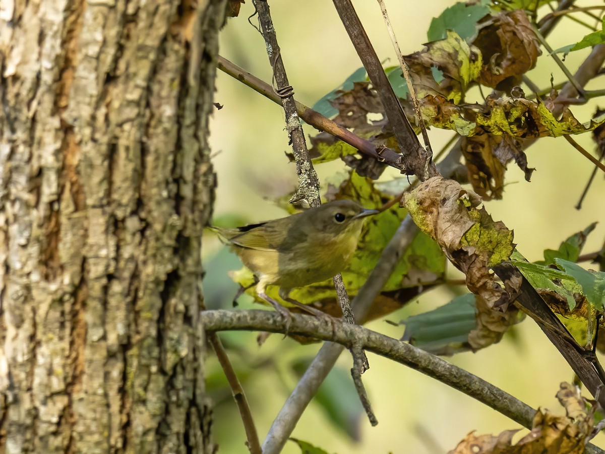 Common Yellowthroat - ML642075694