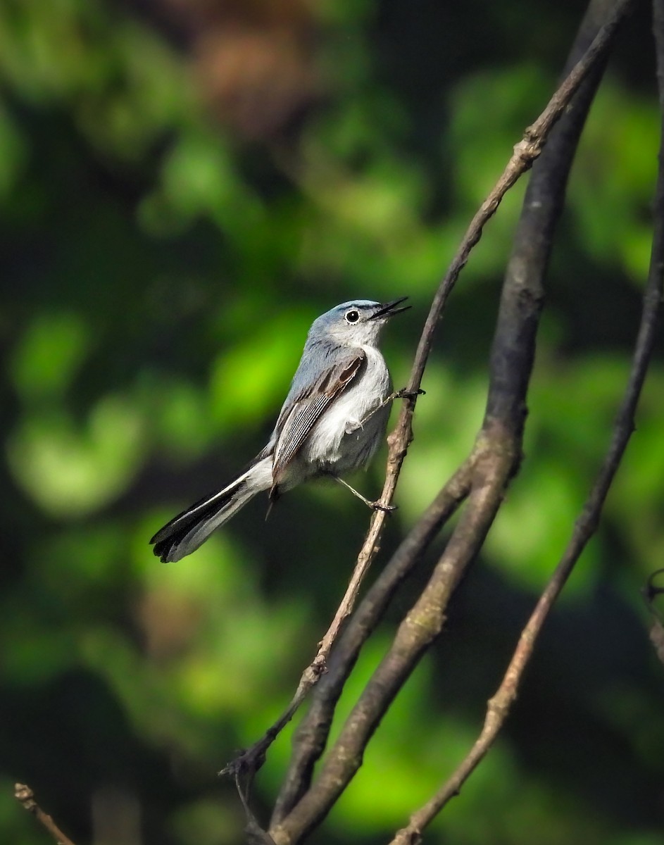 Blue-gray Gnatcatcher - ML642075698