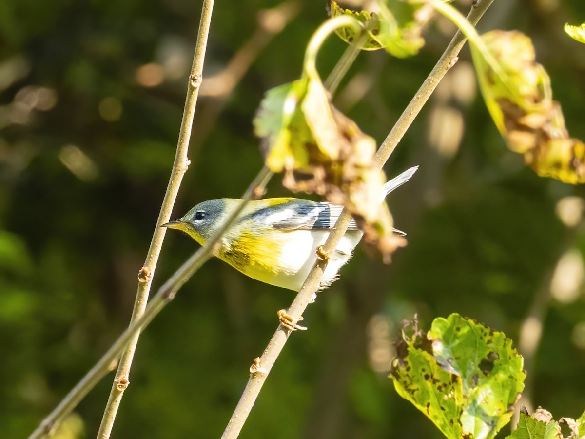Northern Parula - ML642075704