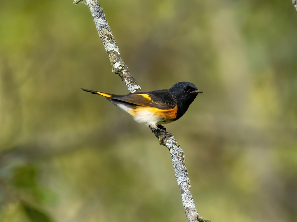 American Redstart - ML642075710