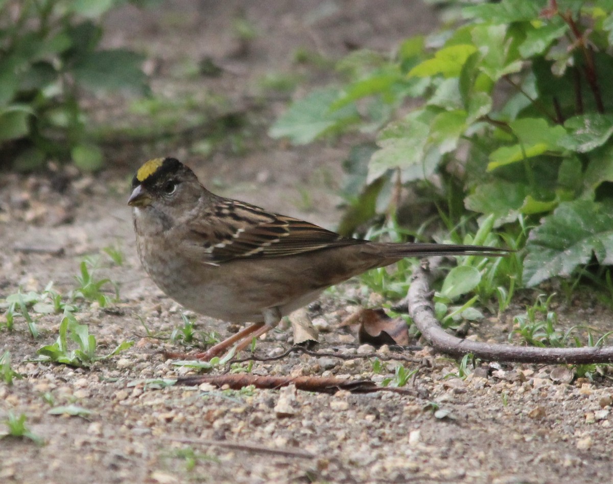 Golden-crowned Sparrow - ML642075712