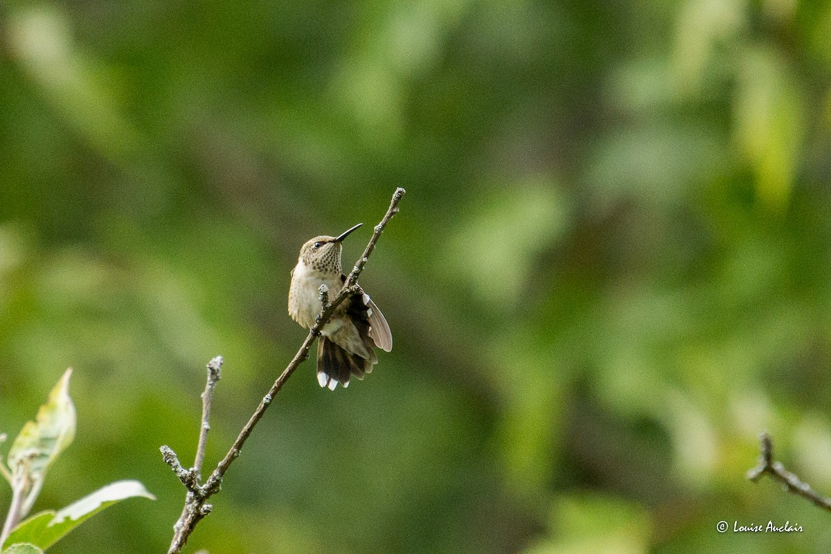 Ruby-throated Hummingbird - ML642075730