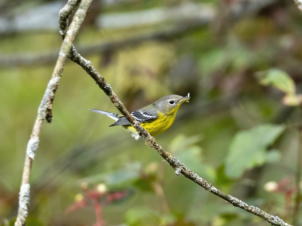 Magnolia Warbler - ML642075731