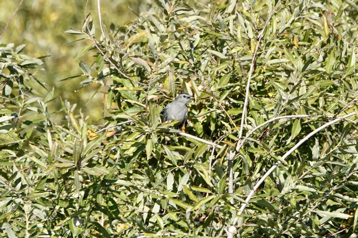 ימימן אמריקני - ML642075732